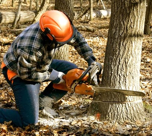 Tree Removal in Presque Isle, ME